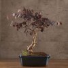 Бонсай Лоропеталум 46 см фото 3 &mdash; Luxurybonsai.ru