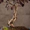 Бонсай Лоропеталум 46 см фото 5 &mdash; Luxurybonsai.ru