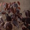 Бонсай Лоропеталум 46 см фото 6 &mdash; Luxurybonsai.ru