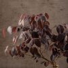 Бонсай Лоропеталум 46 см фото 7 &mdash; Luxurybonsai.ru