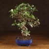 Бонсай Дуб 35см в синей плошке фото 1 &mdash; Luxurybonsai.ru