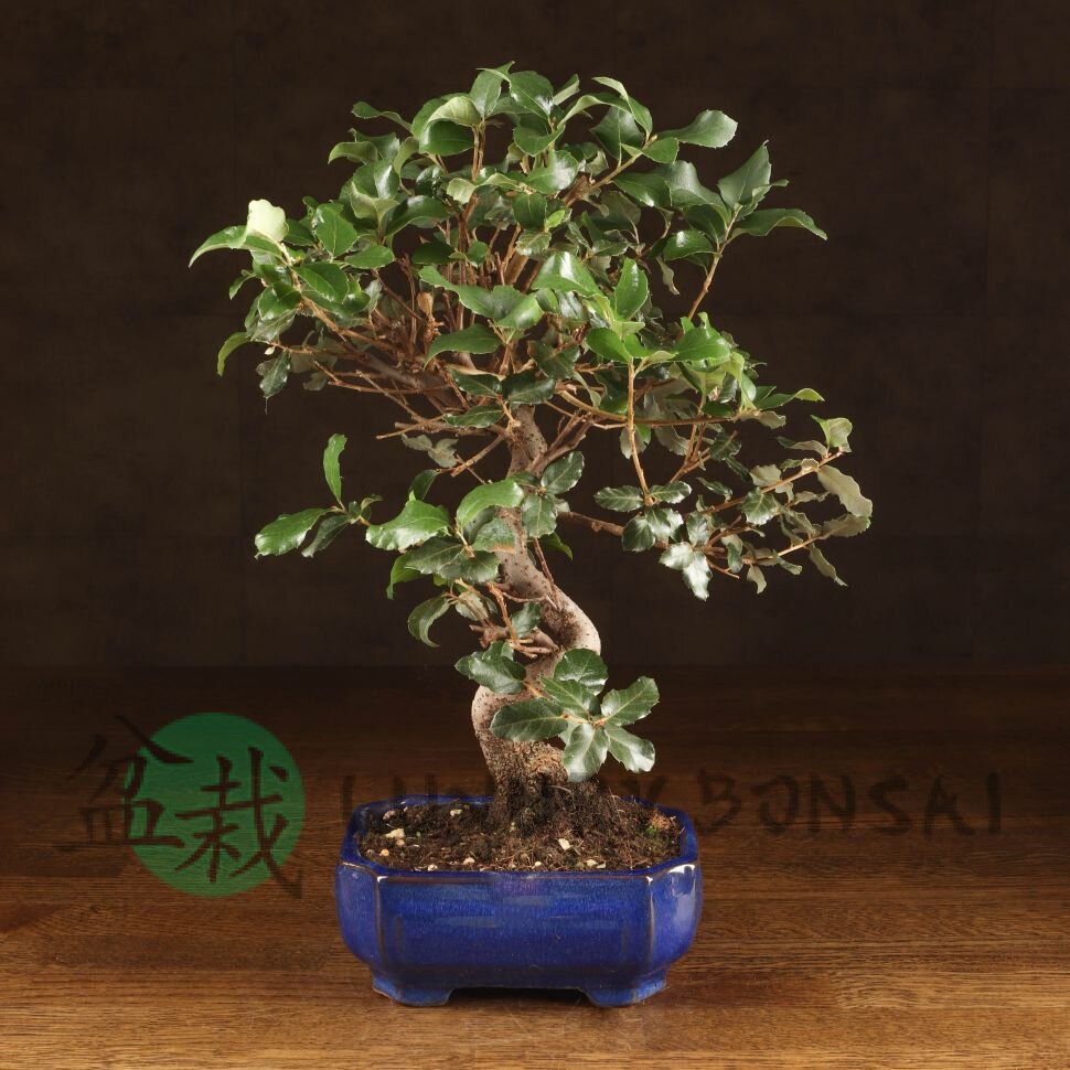 Бонсай Дуб 35см в синей плошке фото 1 &mdash; Luxurybonsai.ru