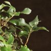 Бонсай Дуб 35см в синей плошке фото 2 &mdash; Luxurybonsai.ru