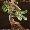 Бонсай Дуб 35см в синей плошке фото 3 &mdash; Luxurybonsai.ru