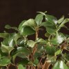 Бонсай Дуб 35см в синей плошке фото 4 &mdash; Luxurybonsai.ru