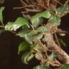 Бонсай Дуб 35см в синей плошке фото 5 &mdash; Luxurybonsai.ru