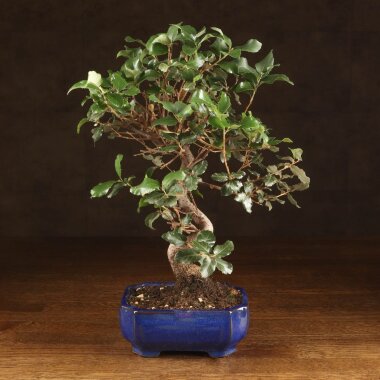 Бонсай Дуб 35см в синей плошке &mdash; Luxurybonsai.ru