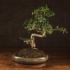 Бонсай Кармона овал 45см фото 1 &mdash; Luxurybonsai.ru