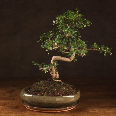 Бонсай Кармона овал 45см &mdash; Luxurybonsai.ru