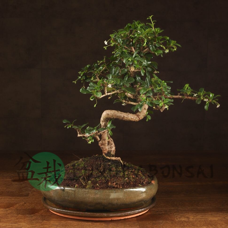 Бонсай Кармона овал 45см фото 1 &mdash; Luxurybonsai.ru