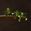 Бонсай Кармона овал 45см фото 2 &mdash; Luxurybonsai.ru