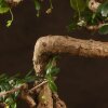 Бонсай Кармона овал 45см фото 4 &mdash; Luxurybonsai.ru