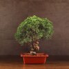 Бонсай Можжевельник 40см фото 1 &mdash; Luxurybonsai.ru