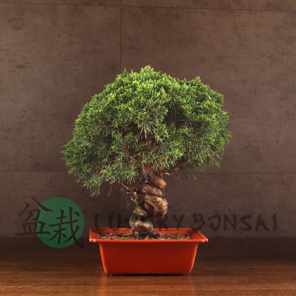 Бонсай Можжевельник 40см фото 1 &mdash; Luxurybonsai.ru