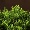 Бонсай Можжевельник 40см фото 2 &mdash; Luxurybonsai.ru