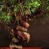 Бонсай Можжевельник 40см фото 3 &mdash; Luxurybonsai.ru