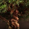 Бонсай Можжевельник 40см фото 4 &mdash; Luxurybonsai.ru