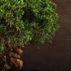Бонсай Можжевельник 40см фото 5 &mdash; Luxurybonsai.ru