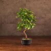 Бонсай Граб 40 см фото 1 &mdash; Luxurybonsai.ru