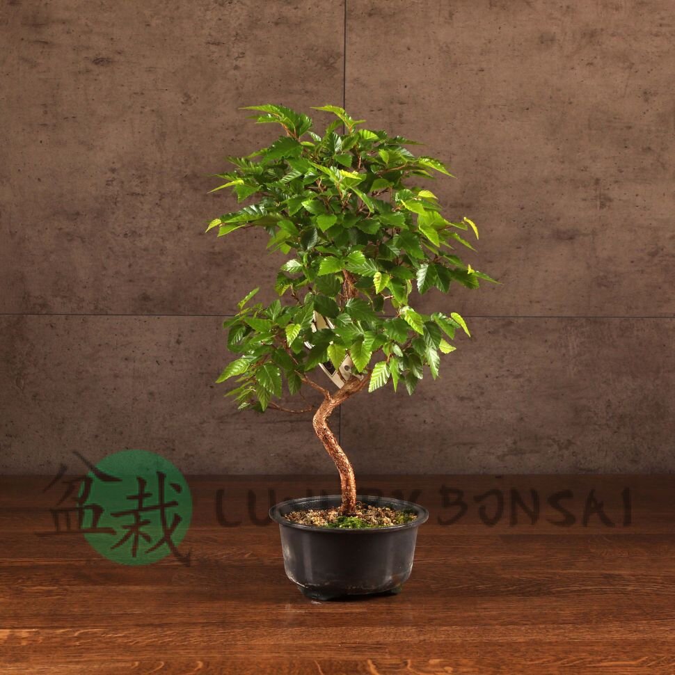 Бонсай Граб 40 см фото 1 &mdash; Luxurybonsai.ru
