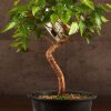 Бонсай Граб 40 см фото 2 &mdash; Luxurybonsai.ru