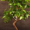 Бонсай Граб 40 см фото 3 &mdash; Luxurybonsai.ru