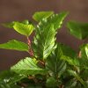Бонсай Граб 40 см фото 4 &mdash; Luxurybonsai.ru