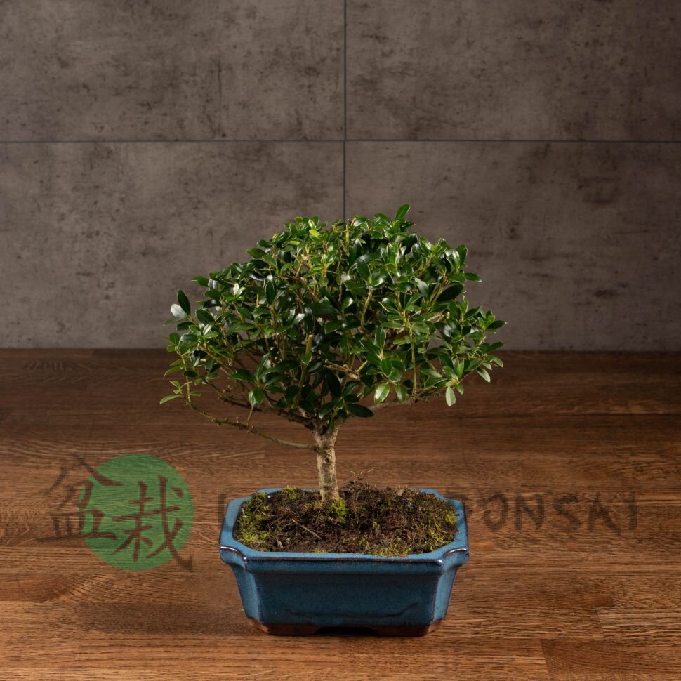 Бонсай Падуб в синей плошке 25 см фото 1 &mdash; Luxurybonsai.ru
