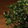 Бонсай Падуб в синей плошке 25 см фото 2 &mdash; Luxurybonsai.ru