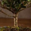 Бонсай Падуб в синей плошке 25 см фото 4 &mdash; Luxurybonsai.ru