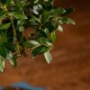 Бонсай Падуб в синей плошке 25 см фото 5 &mdash; Luxurybonsai.ru