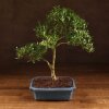 Бонсай Падуб 40 см фото 1 &mdash; Luxurybonsai.ru
