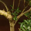 Бонсай Падуб 40 см фото 3 &mdash; Luxurybonsai.ru