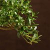 Бонсай Падуб 40 см фото 4 &mdash; Luxurybonsai.ru