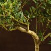 Бонсай Падуб 40 см фото 5 &mdash; Luxurybonsai.ru