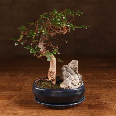 Бонсай Вяз со скалой в синей плошке 32 см &mdash; Luxurybonsai.ru