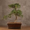 Бонсай Подокарпус 66 см фото 1 &mdash; Luxurybonsai.ru