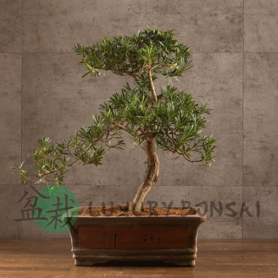 Бонсай Подокарпус 66 см фото 1 &mdash; Luxurybonsai.ru