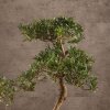 Бонсай Подокарпус 66 см фото 2 &mdash; Luxurybonsai.ru