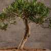Бонсай Подокарпус 66 см фото 3 &mdash; Luxurybonsai.ru