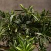Бонсай Подокарпус 66 см фото 4 &mdash; Luxurybonsai.ru