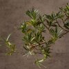 Бонсай Подокарпус 66 см фото 5 &mdash; Luxurybonsai.ru