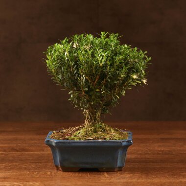 Бонсай Буксус 29 см в синей плошке &mdash; Luxurybonsai.ru