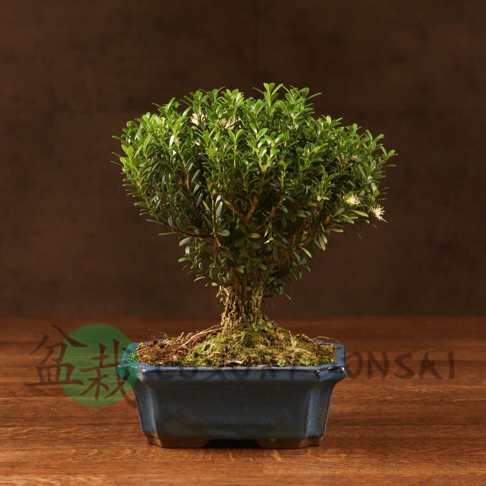 Бонсай Буксус 29 см в синей плошке фото 1 &mdash; Luxurybonsai.ru
