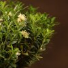 Бонсай Буксус 29 см в синей плошке фото 2 &mdash; Luxurybonsai.ru