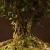 Бонсай Буксус 29 см в синей плошке фото 3 &mdash; Luxurybonsai.ru