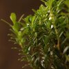 Бонсай Буксус 29 см в синей плошке фото 4 &mdash; Luxurybonsai.ru