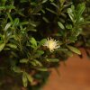 Бонсай Буксус 29 см в синей плошке фото 5 &mdash; Luxurybonsai.ru