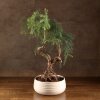 Бонсай Араукария в белой плошке 65 см фото 1 &mdash; Luxurybonsai.ru