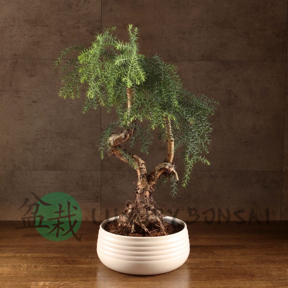 Бонсай Араукария в белой плошке 65 см фото 1 &mdash; Luxurybonsai.ru